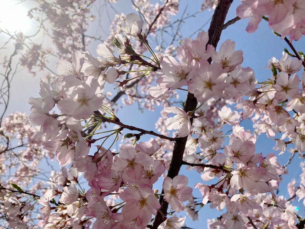 海津大崎の桜が満開です
