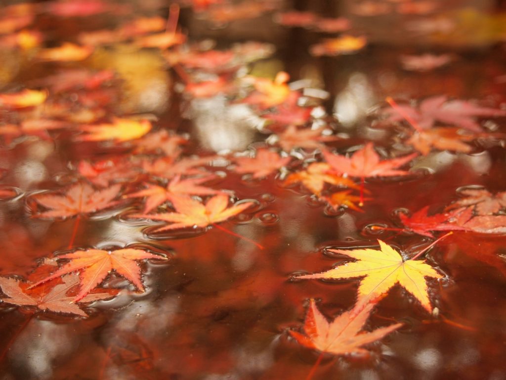 水面に浮かぶ紅葉